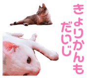 838552520