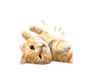 838555216