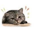 838560374