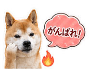 838562581