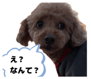 838562980
