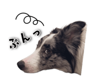 838563455