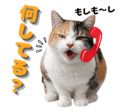 838563654