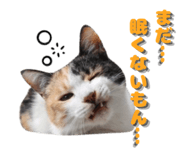 838563661