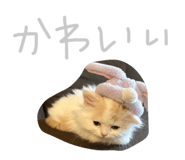 838565657