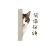 838571798