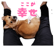 838579153
