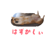 838579155