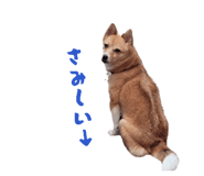 838579156