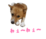 838579157