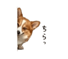 838619062