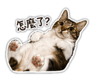 838636732