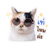 838637856