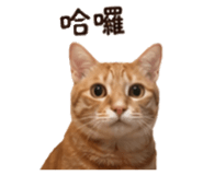 838654025