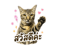 838655953