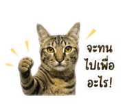 838655966