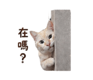 838664315
