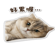838665533