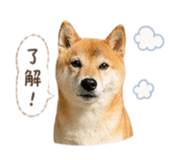 838680379
