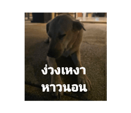 838683243