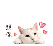 838699950