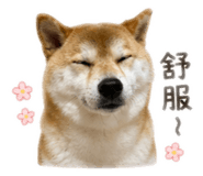 838700226