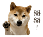838700227