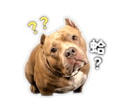 838700538