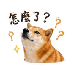 838704031
