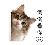 838704183