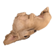 838712368