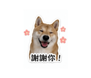 838713041
