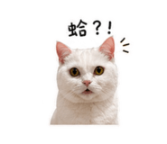 838725595