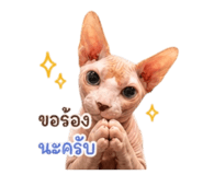 838727053