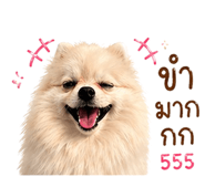 838733038