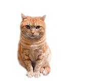 838742568