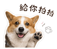 838762558