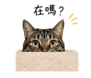 838777617