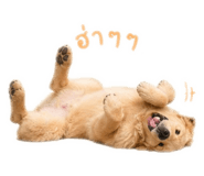 838782463