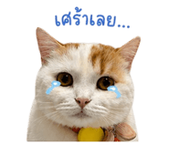 838799098