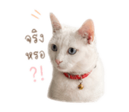838800297