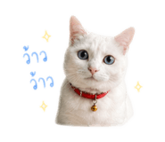 838800300