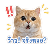 838806613