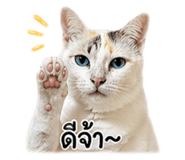 838806625