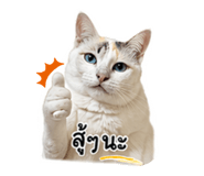 838806627