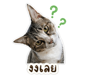 838816537