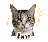 838816541