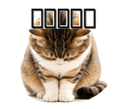 838819114