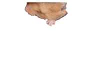 838823109