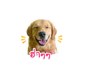 838824827